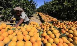 الزراعة تحظر استيراد البرتقال الخارجي خلال موسم الإنتاج في اليمن