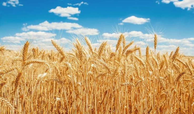 ارتفاع أسعار القمح بنسبة 60% الأسبوع الماضي وسط مخاوف متزايدة من نقص الإمدادات
