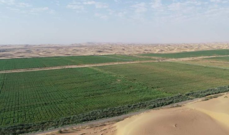 علماء يحولون رمال الصحراء إلى تربة خصبة