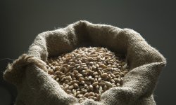 إنخفاض مؤشر أسعار الغذاء العالمية في فبراير الماضي بنسبة 0.6%