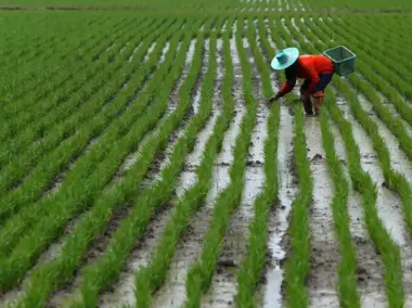 فيتنام تعلن عزمها خفض صادراتها من الأرز إلى اربعة ملايين طن سنوياً بحلول 2030م