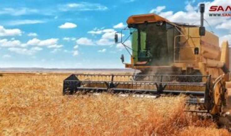 إرتفاع كمية محصول القمح المروي في تدمر بريف حمص وسط سورية الى 1400 هكتار