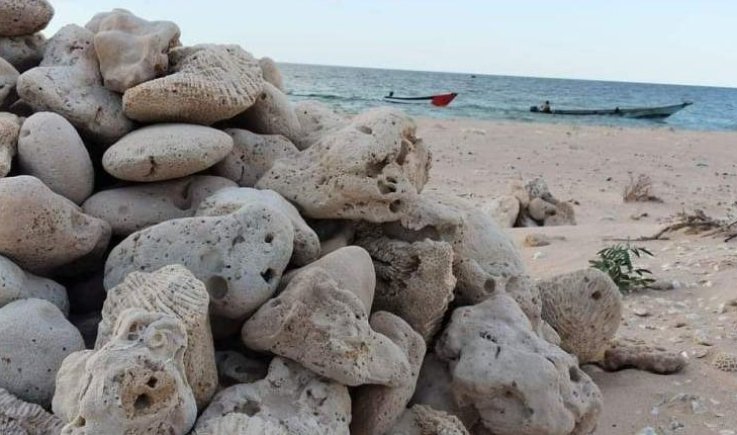 الإمارات تسرق مئات الأطنان من أحجار الشعاب المرجانية من سقطري