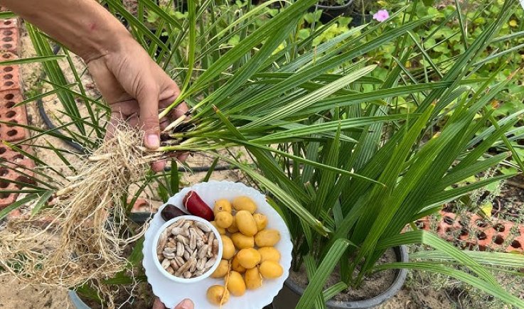 في خطوة مهمة لتعزيز دور القطاع الزراعي في الأمن الغذائي..مبادرة لتشتيل وزراعة نواة التمر