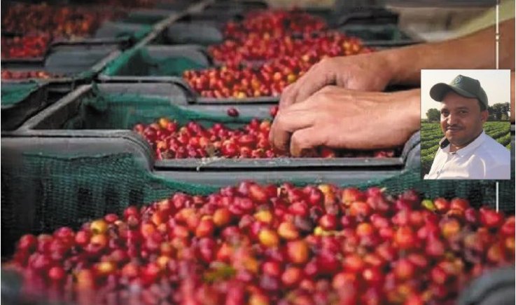 البن اليمني .. الإرث الحضاري ومعركة السيادة الاقتصادية