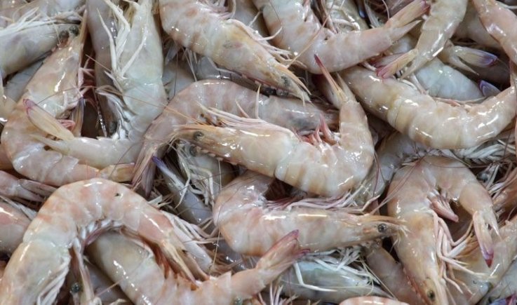 وزارة الزراعة والثروة السمكية تعلن إغلاق موسم اصطياد الجمبري في البحر الأحمر